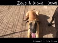 Zeus＆Diana DOWN