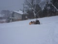 犬と雪遊び（ソリ）