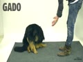 Taikuutta koirille - Magic for dogs.mp4