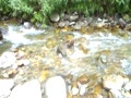 楠川の流れ